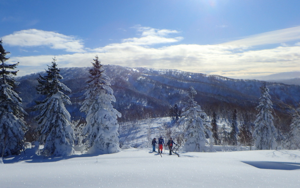 北海道の樹林帯を滑るスキーヤー